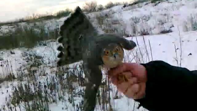 Ястреб-перепелятник. Hawk-peeppelin. смотреть онлайн