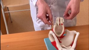 Гортань. Суставы. Группы мышц
