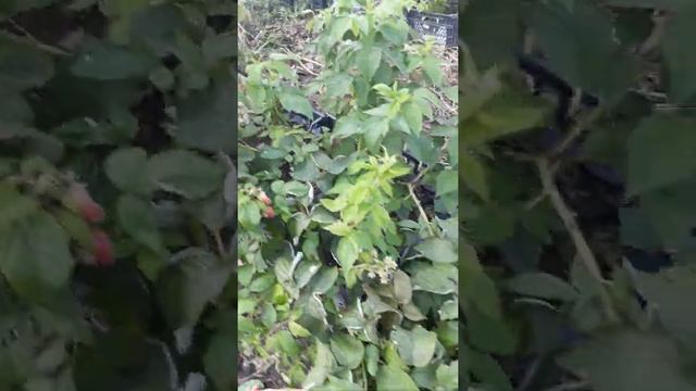 Энросадира ремонтантная малина август 2020г смотреть онлайн