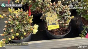 ?ЭКСКЛЮЗИВНЫЕ немецкие рододендроны Hachmann