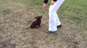 Дрессировка таксы.