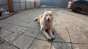 МОЖЕТ ЛИ ХАСКИ ОХРАНЯТЬ ДОМ?