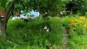 МОЯ ДАЧА. ИЮЛЬ 2021.