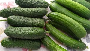 Гибриды огурцов ПИКОЛИНО и МАДРЕЛИНЕ. Обзор, впечатления и выводы.