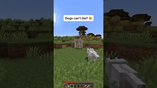 Minecraft dog respawn mod #shorts