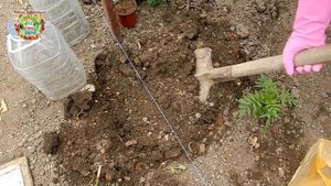 Когда можно высаживать рассаду баклажанов в теплицу? Какой должна быть температура почвы для баклаж