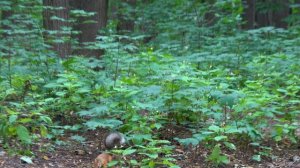 Ушастик взял шишку, а Балерина показала как вскрывает грецкие орехи