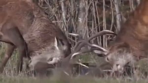 СУМАСШЕДШИЕ БИТВЫ ЖИВОТНЫХ СНЯТЫХ НА КАМЕРУ   ягуар против крокодила , гризли против гризли