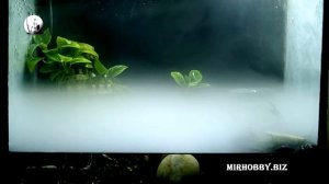 генератор тумана (mist maker) в палюдариуме
