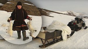 С полем! "Охота на зайцев по ненецки"