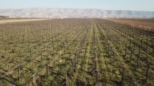 Vineyard - Aerial footage (Zahle Lebanon)