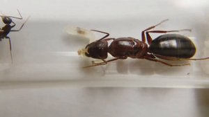 Кампонотус Туркестаникус (Camponotus turkestanicus). Экзотический вид муравьев. Муравьи дома.