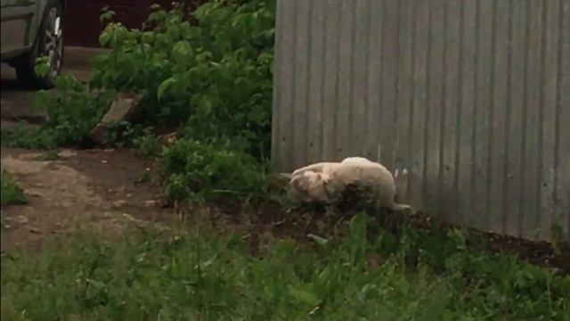 Планета земля 3 Кошки смотреть онлайн