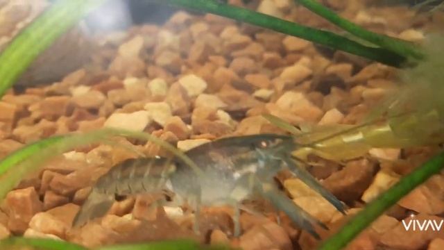 Раку 59 дней! смотреть онлайн