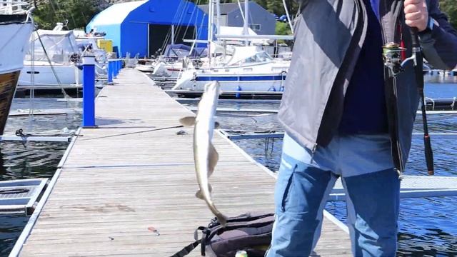 Узнайте, как ловить КАМБАЛУ в Норвегии легко и просто??Рыбалка в Норвегии с берега.