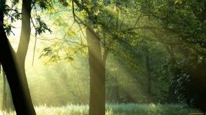 Звуки леса (10 часов)