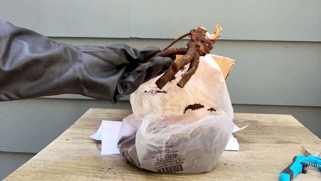 Peony Bare Root Potting: Shirley Temple смотреть онлайн