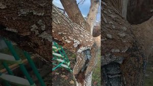 Тутовник обрезка