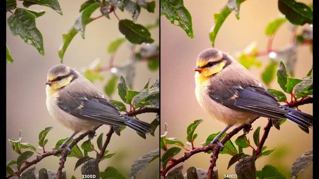 Canon EOS 1300D VS Nikon 3400D || Camera Comparison #5 || Camera Review,- Camera Fight,- || смотреть онлайн