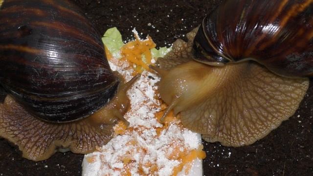 Улитка ахатина не ест – что делать? смотреть онлайн