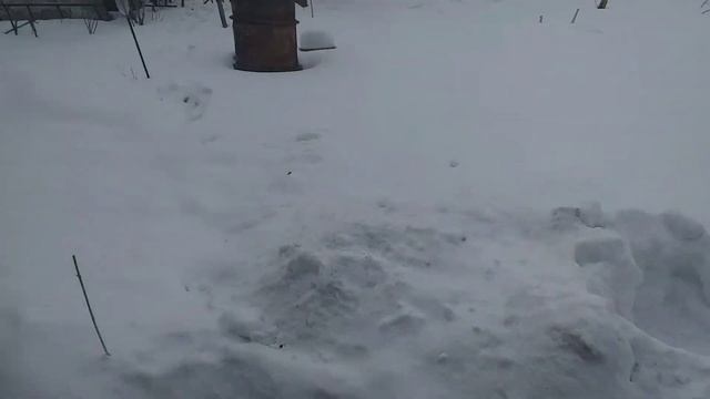 Окунь копченый