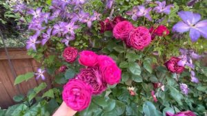 Purple clematis vine flower review , roses and clematis, celestial night rose best vine for trellis
