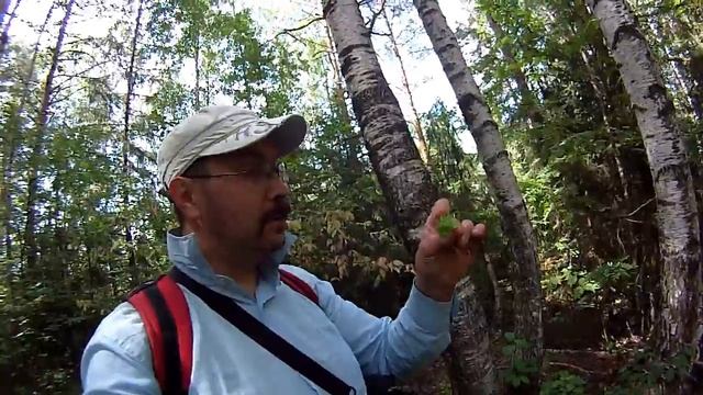 Кислица, трава (выход в лес и кислица)