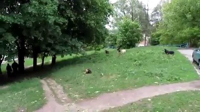Ультразвуковой отпугиватель собак  Antidog11.apishops.ru