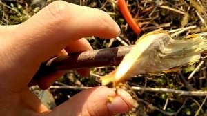 Копулировка и окулировка в разрезе