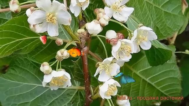 Актинидия аргута Солнечный (solnechnyj) ? обзор: как сажать, саженцы актинидии Солнечный