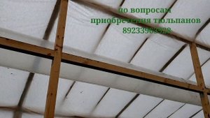 50 тысяч тюльпанов в специальной теплице с автоматикой. Бизнес на цветах, выращивание тюльпанов