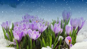 Футаж. Цветы на снегу 58