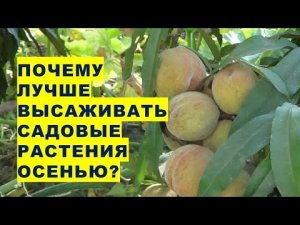 Почему лучше высаживать саженцы садовых растений осенью?