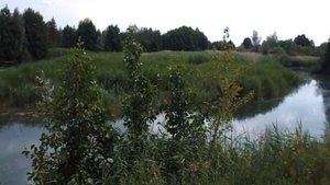 Черная речка на берегу реки Черная речка