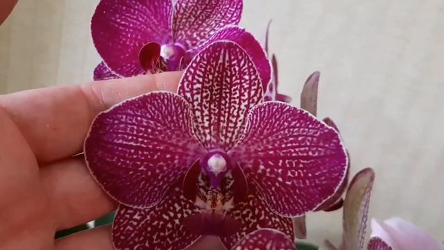 Две самые неприхотливые орхидеи в моей коллекции .... и много попугаев. смотреть онлайн