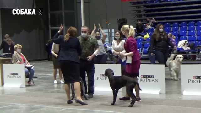 Выставка собак всех пород ВЕСНА СЕВЕРА курцхаар и Ко. Собака я смотреть онлайн