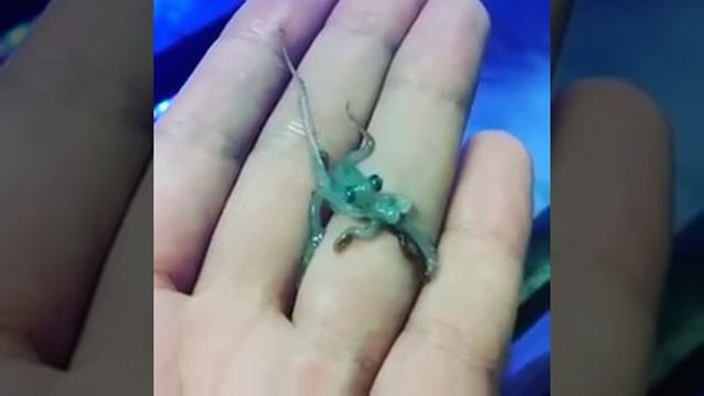 Мини осьминог смотреть онлайн