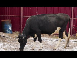 ЖИВОТНЫЕ РЕЗВЯТСЯ В ДЕРЕВНЕ КОРОВА ОСЛИКИ И СОБАКА