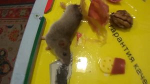 Ловля мышки на липучку