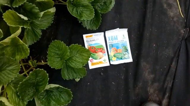 Важно! Обработка земляники от болезней. смотреть онлайн
