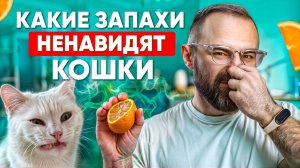 7 запахов, которые НЕНАВИДЯТ кошки