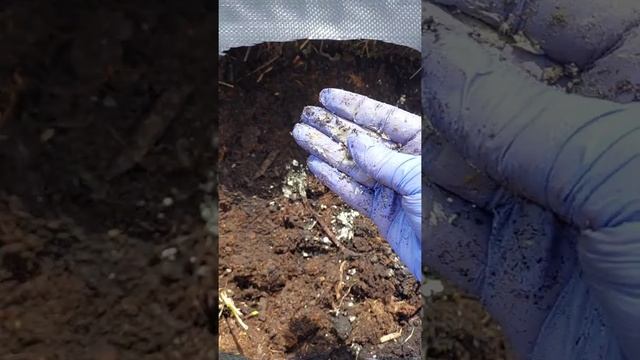 Посадка голубики массово и для дачи: зачем нужна сера и мульча? смотреть онлайн