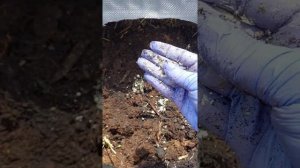 Посадка голубики массово и для дачи: зачем нужна сера и мульча?