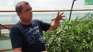 "ПОКРАШЕННАЯ" кисть томата. Когда и сколько убрать листьев возле кисти.