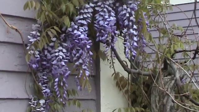 Edible Plants: Wisteria смотреть онлайн