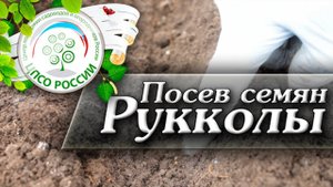 Посев Руколлы. Когда и как посеять рукколу.