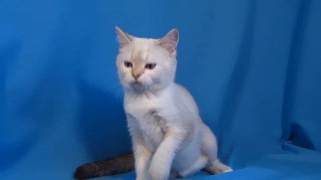 Gentle Grace Casper SFS 71 ny 25 33 смотреть онлайн