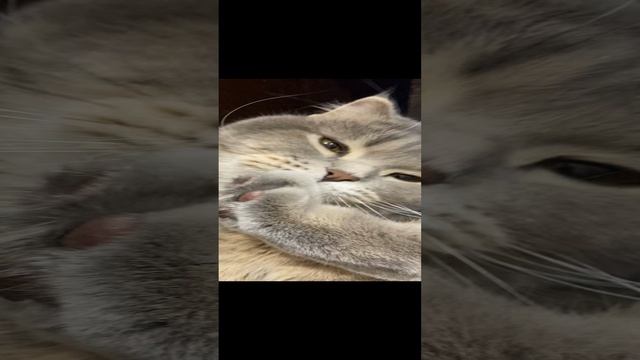 Пуша чистит лапку / Pusha cleans the paw