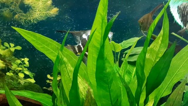 Почему гибнут ампулярии и другие улитки?☝️#Будни аквариума смотреть онлайн