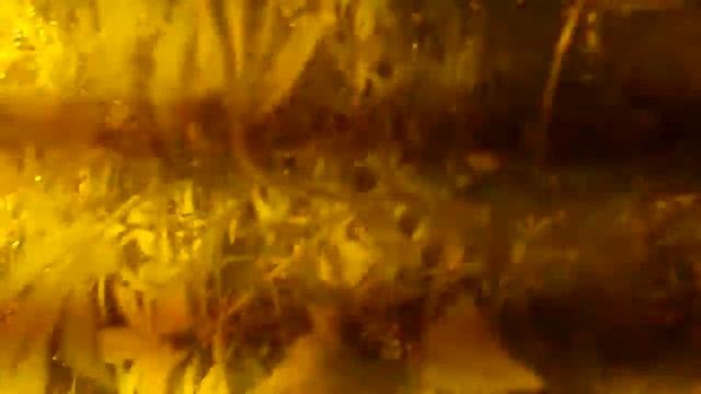 hydroponic plants 6 weeks & cactus echinopsis
